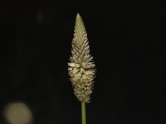 Celosia argentea