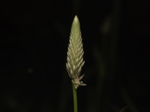 Celosia argentea, photograph 1