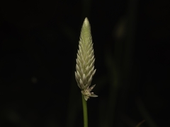 Celosia argentea, photograph (c) angryphyco, some rights reserved (CC BY)