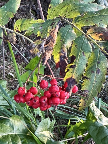 European mountain ash