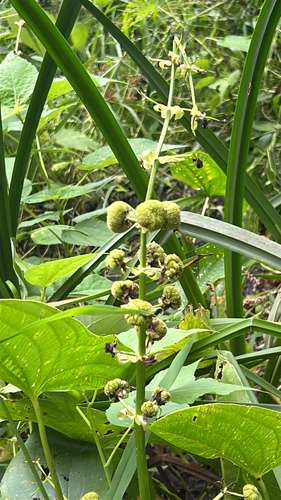 Sagittaria brevirostra, 2026-09-19
