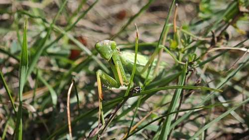 European Mantis