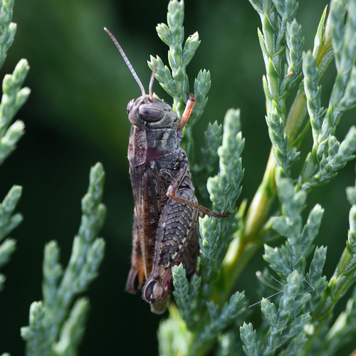 Italian locust