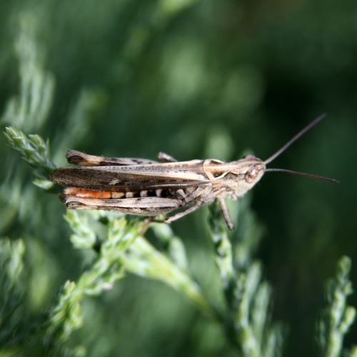 Common Field Grasshopper