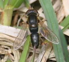 Anasimyia bilinearis