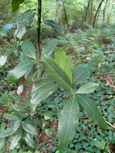 Bay laurel