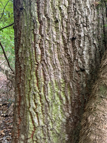 Turkey Oak