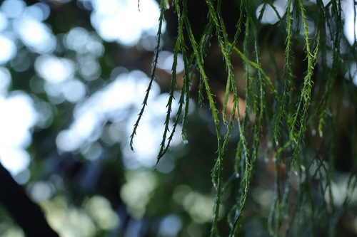 Lycopodiastrum casuarinoides observed 2026-09-19