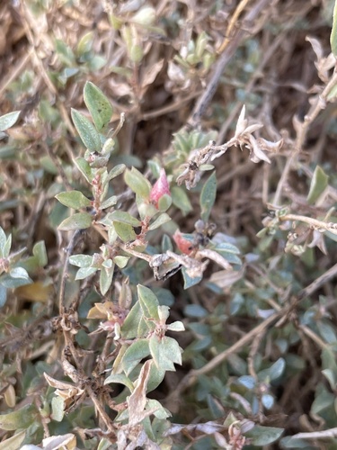 Atriplex semibaccata