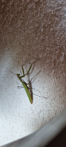 European Mantis