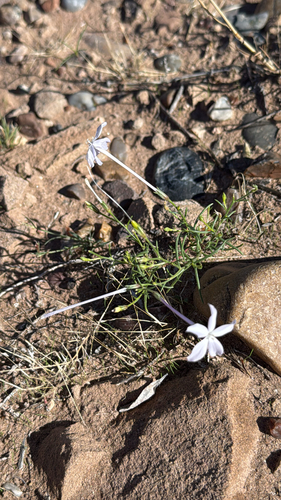Flaxflowered Ipomopsis