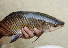 Rohu photo 2