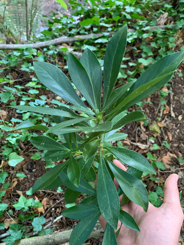 Spurge-laurel