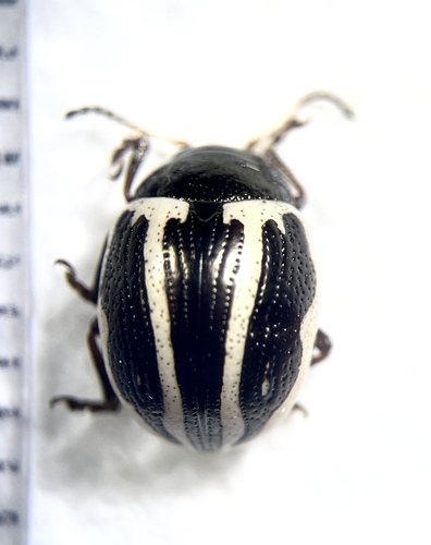 Ragweed Leaf Beetle (Zygogramma suturalis) photo 5