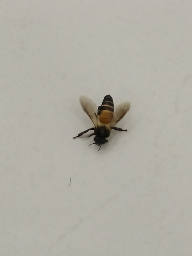 Giant Honey Bee