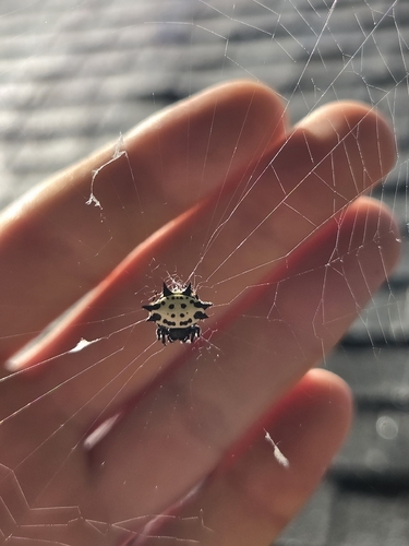 Spinybacked Orbweaver