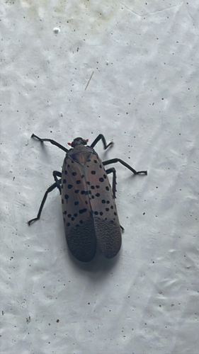 Spotted Lanternfly