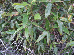 Rubus schmidelioides schmidelioides