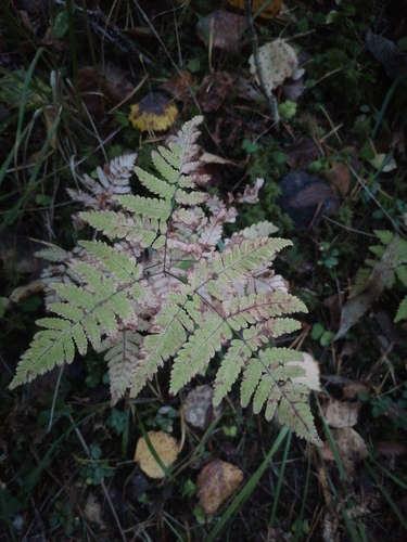northern oak fern