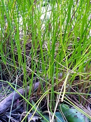 Eleocharis dulcis