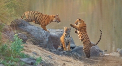Panthera tigris tigris