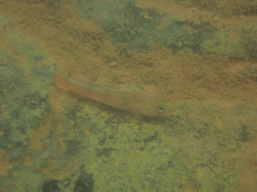 Sicyopus observed 2026-08-16