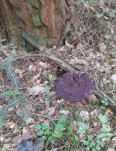 European Dyer's Polypore