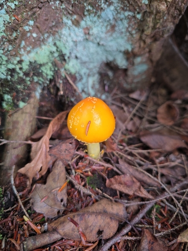 Frost's Amanita