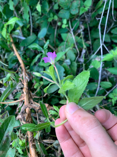 Great Willowherb
