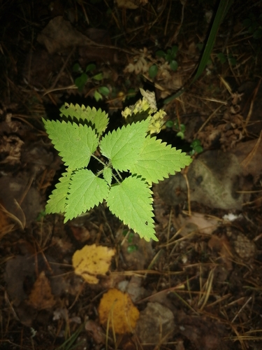 great stinging nettle
