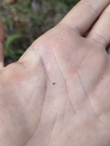 Punctum pygmaeum, 2026-09-19