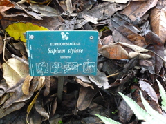 Sapium stylare