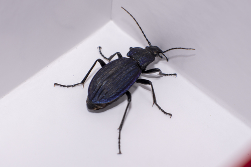 Carabus exaratus