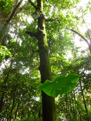 Sapium stylare
