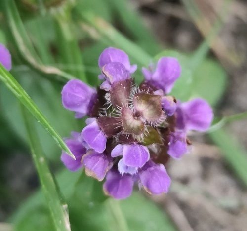 common selfheal