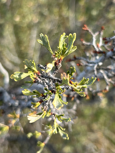 Purshia tridentata, photograph 5