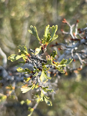 Purshia tridentata, photograph author not stated, no rights reserved