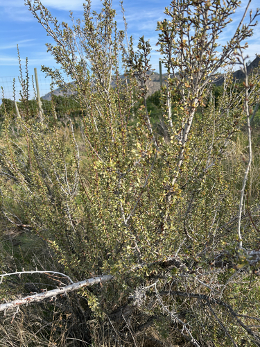 Purshia tridentata, photograph 4