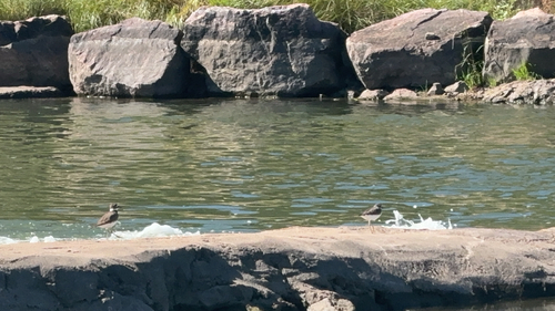 Killdeer
