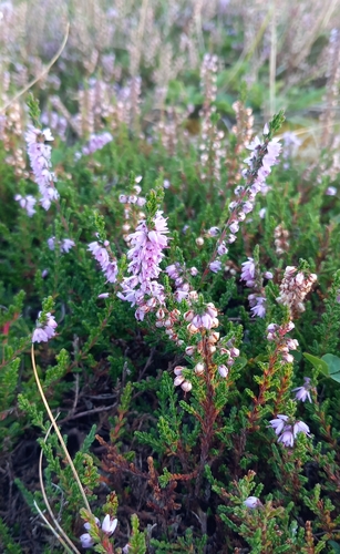 common heather