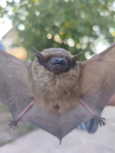 Eurasian Serotine