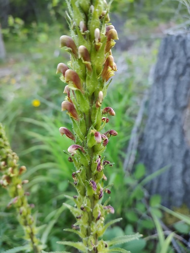 Pedicularis bracteosa