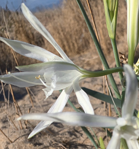 Sea Daffodil