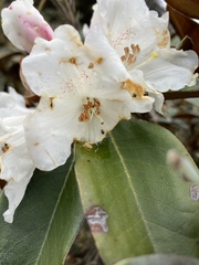 Rhododendron hyperythrum