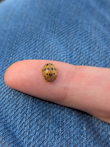Mexican Bean Beetle