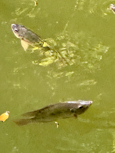 Nile Tilapia