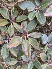 Rhododendron hyperythrum