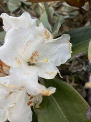 Rhododendron hyperythrum