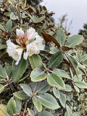 Rhododendron hyperythrum