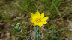 Blackstonia acuminata